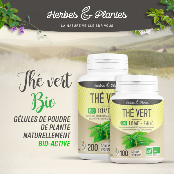Thé vert Bio - extrait aqueux - 250 mg - Gélules végétales