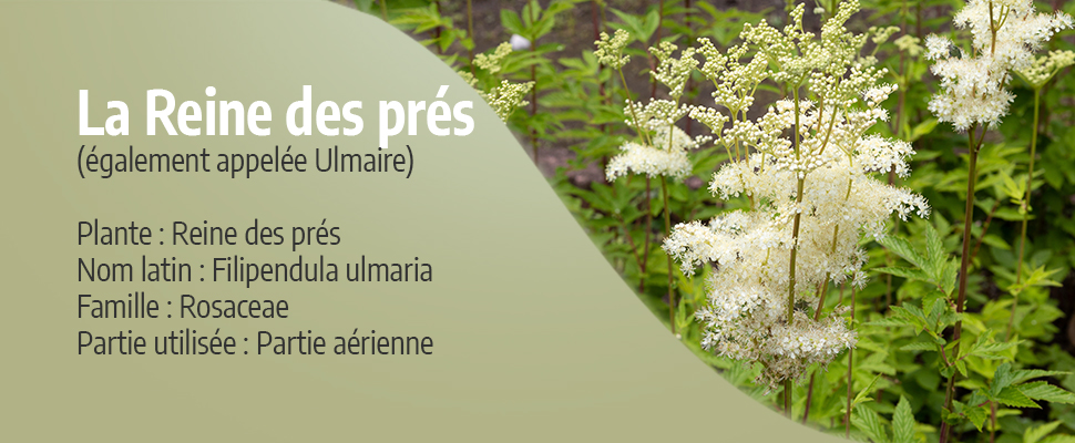Reine-des-prés, Ulmaire, Filipendula ulmaria : planter, cultiver, multiplier